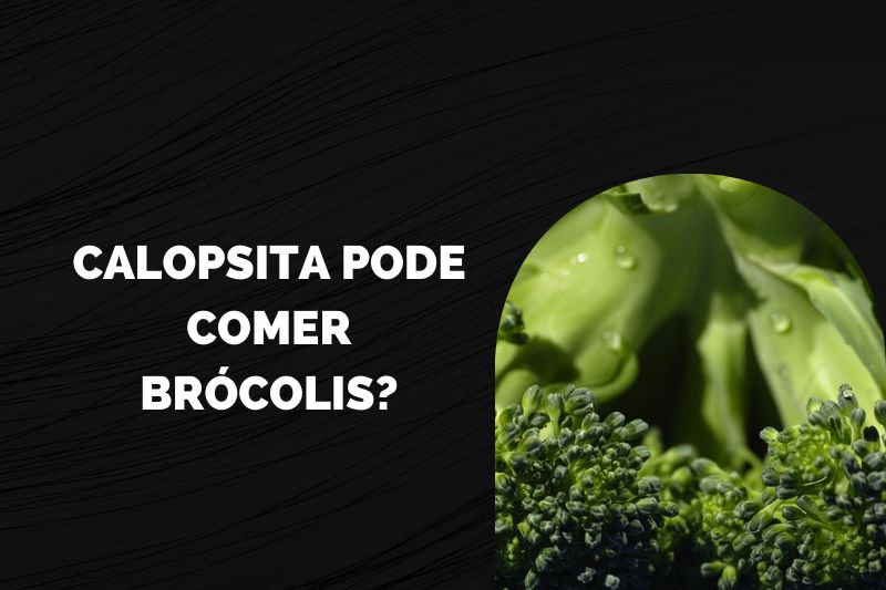 Calopsita Pode Comer brócolis