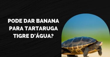 Pode Dar Banana para Tartaruga Tigre d'Água