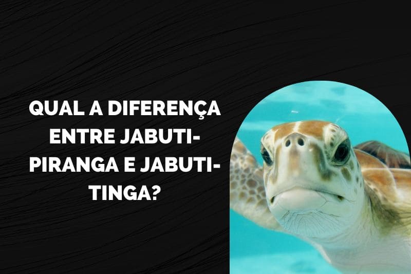 Qual a Diferença entre Jabuti-Piranga e Jabuti-Tinga