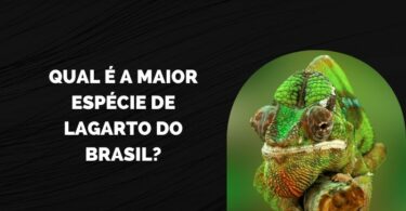 Qual é a Maior Espécie de Lagarto do Brasil