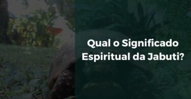 Qual o Significado Espiritual da Jabuti