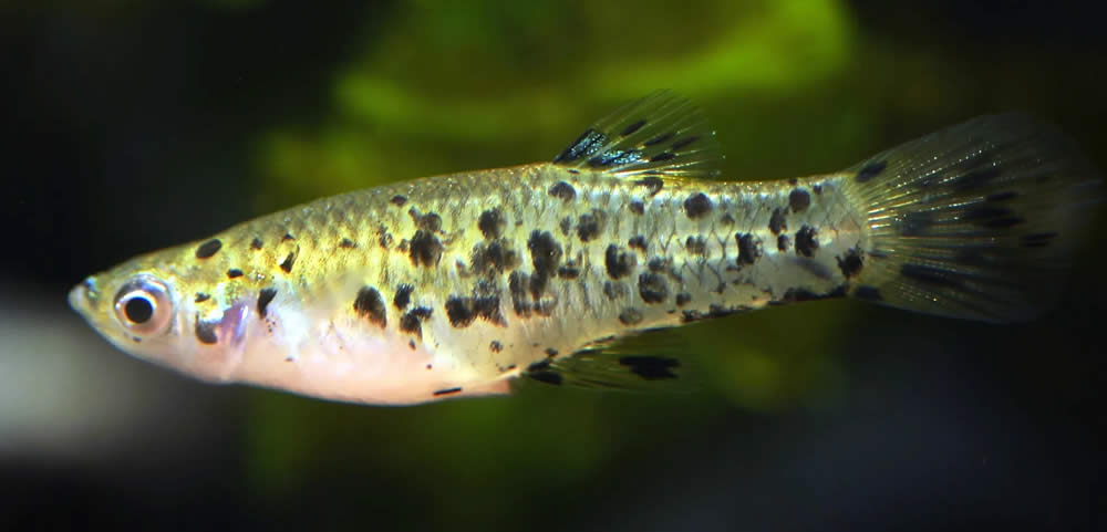 Peixe tambem conhecido como Barrigudinho, o Guaru - Phalloceros caudimaculatus é um Poecilídeos da ordem dos Cyprinodontiformes - Actinopterígeos -  Microcyprini