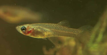 Peixe Mosquito - Gambusia affinis