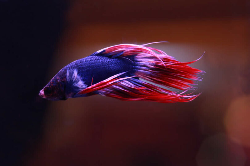 Peixe Betta