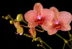regar as orquídeas no vaso